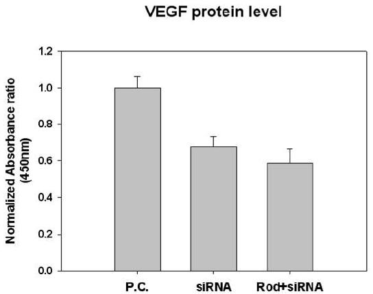 VEGF 단백질의 발현 정도의 비교를 통한 나노복합체의 우수성
