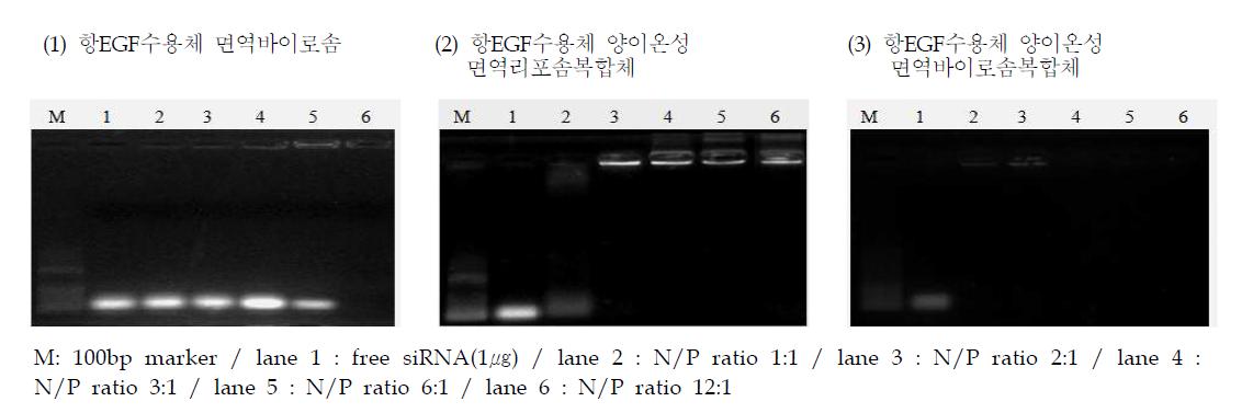 항EGF수용체 면역나노복합체의 siRNA 포획