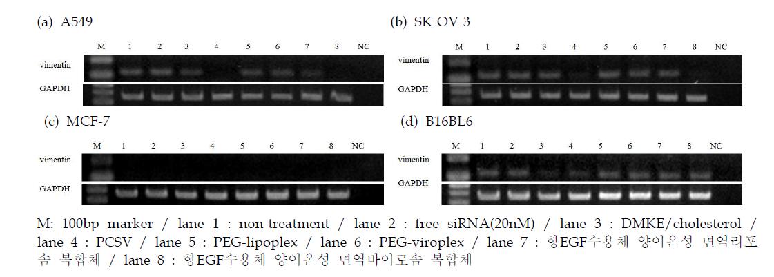 vimentin siRNA 포획 항EGF수용체 면역나노복합체의 vimentin 유전자 발현 억제 (RT-PCR)