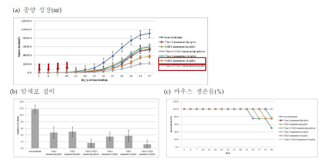 SK-OV-3 마우스 모델에서 항암 siRNA를 포획한 항EGF수용체 양이온성 면역리포솜복합체와 면역바이로솜 복합체 투여(⇩)에 따른 (a) 암성장 억제와 (b) 암세포 전이 억제, (c) 마우스 생존률 비교