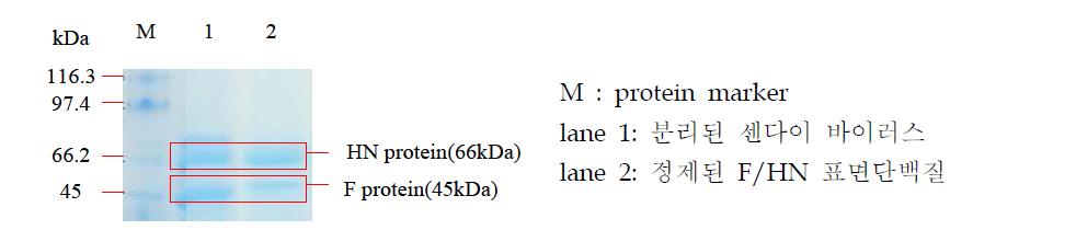 전기영동(SDS-PAGE)을 통한 센다이바이러스 F/HN 표면단백질 정제 분석
