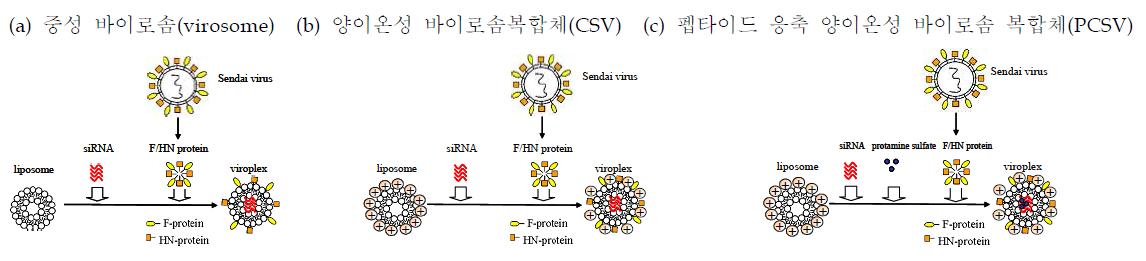 중성 바이로솜(virosome) 및 양이온성 바이로솜복합체(viroplex) 제조과정