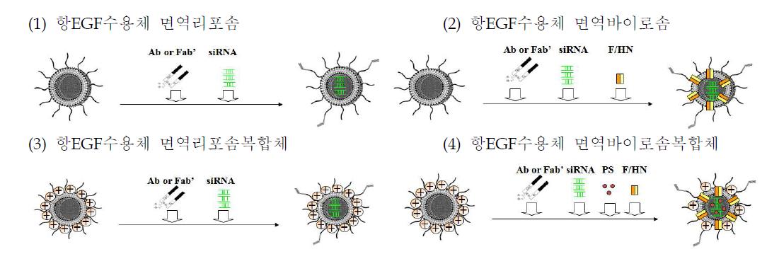 siRNA포획 항EGF수용체 면역나노복합체의 구성 및 제조과정
