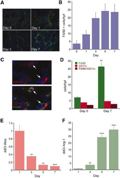 Macrophages switch phenotypes during kidney injury and repair.