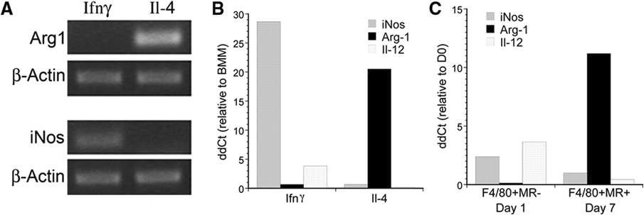 Macrophages induced in vitro and activated in vivo demonstrate similar expression patterns.