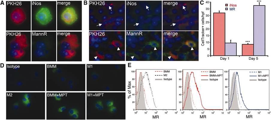 Macrophages demonstrate plasticity in vitro and in vivo.