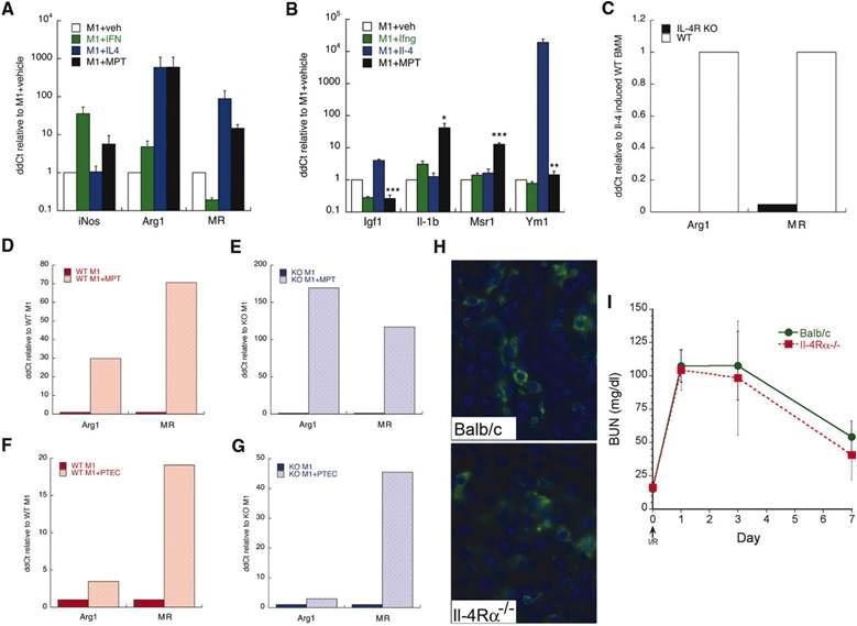 MPT coculture induces a hybrid activation state in macrophages that is IL-4 independent. BMMs were stimulated with Ifnγfor 48 hours (M1), followed by culture for 48 hours in the presence of Ifnγ vehicle, IL-4, or MPT coculture, followed by RNA harvest and quantitative RT-PCR, normalized to Hprt expression.