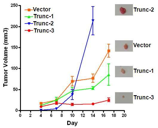 IGFBP-5의 각 truncation mutant를 발현하는 2774 세포주의 xenograft mouse의 암 성장곡선과 Tumor size