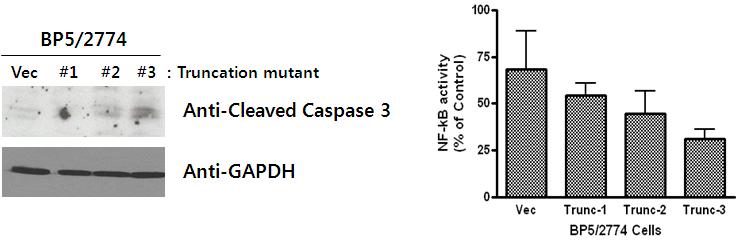 IGFBP-5의 Trunc-3 mutant의 cell death 관련 연구