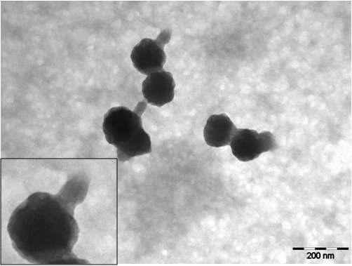 odoviridae 에 속하는 P . aeruginosa phage YMC08/P52 PAE BP 의 EM 사진