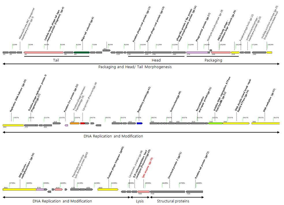 Illumina 시퀀싱에 의한 P. aeruginosa phage YMC08/P52 PAE BP 전유전제 분석 결과.