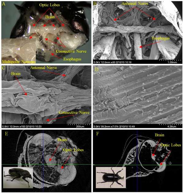 장수풍뎅이 뇌의 사진, SEM 이미지, micro CT 이미지