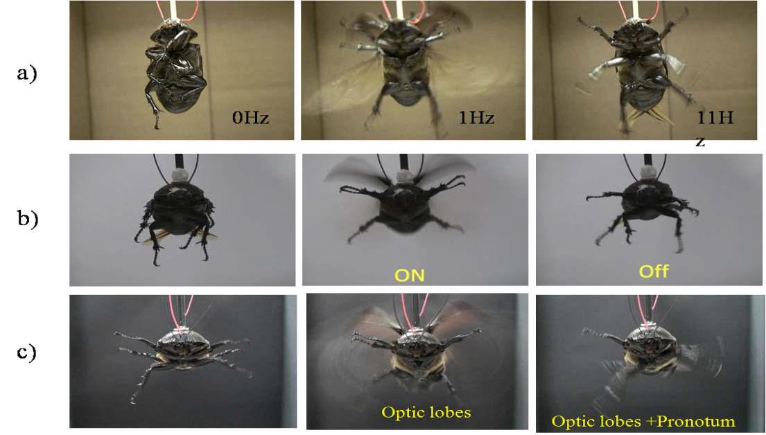 Initiation and cessation of control beetle flight (frontviews) a)by frequency b) by duration of potential (less the 20s) c) by applied potential between optic lobes and pronotum(4 implanted electrodes)