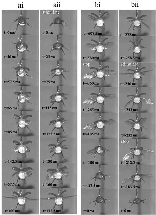 장수풍뎅이를 이용한 신경학적 자극을 통한 다양한 비행 모드의 조건