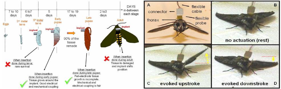 Manduca sexta의 변태 과정과 각 단계별 마이크로칩 삽입의 결과 및 전류에 따른 날개거동