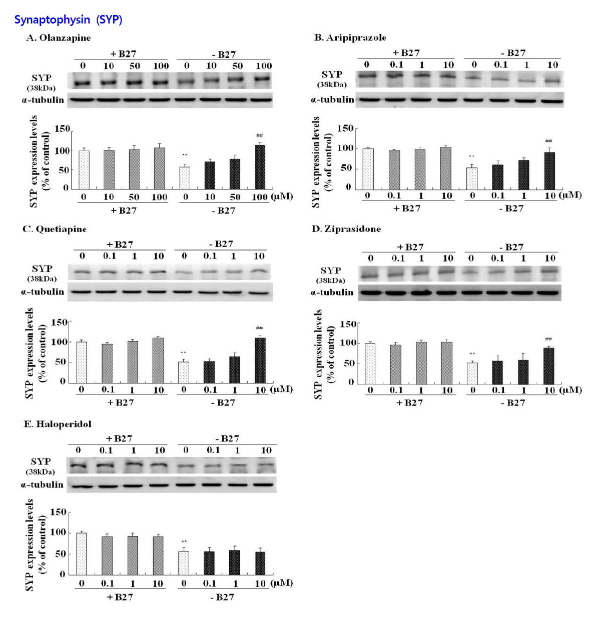 Effects of antipsychotic drugs on the expression of synaptophysin (SYP) in hippocampal neurons.