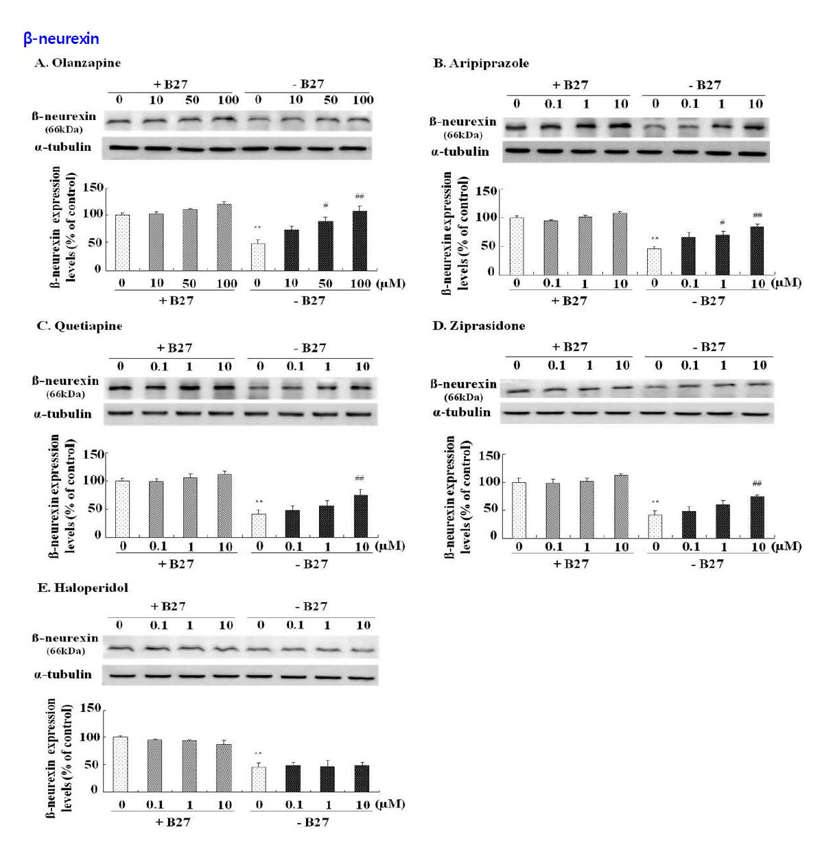 Effects of antipsychotic drugs on the expression of β-neurexin in hippocampal neurons.