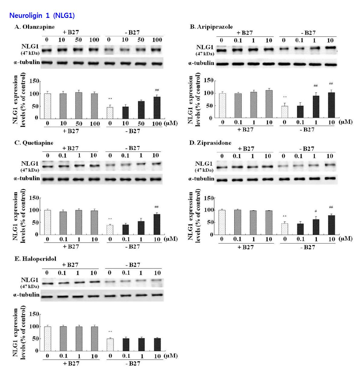 Effects of antipsychotic drugs on the expression of neuroligin 1 (NLG1) in hippocampal neurons.
