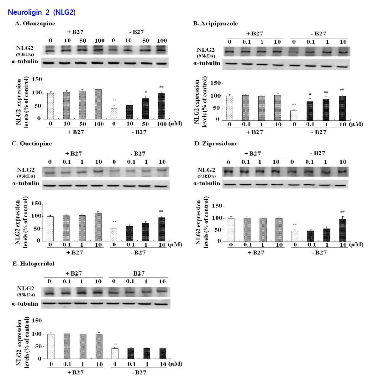 Effects of antipsychotic drugs on the expression of neuroligin 2 (NLG2) in hippocampal neurons.