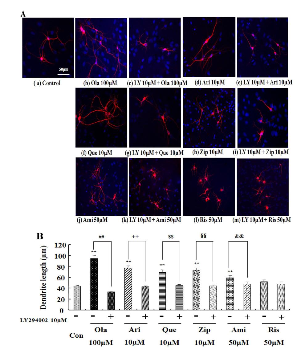 Effects of PI3K inhibitor on the dendritic outgrowth and branching of hippocampal neurons induced by atypical antipsychotic drugs