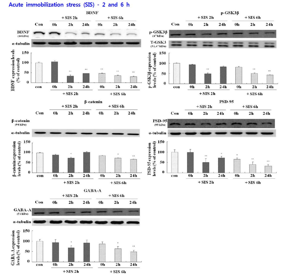Effects of acute immobilization stress (SIS) on the levels of BDNF, phospho-ser9-GSK-3β, β-catenin, PSD-95 and GABA-A expression in hippocampus of rats