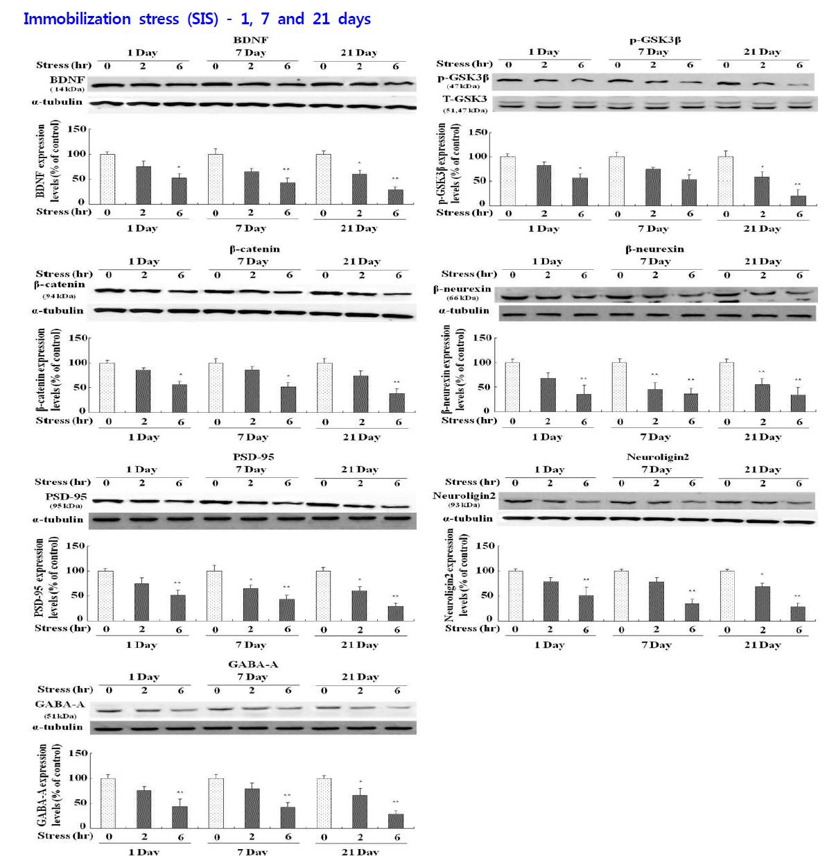 Effects of immobilization stress (SIS) on the levels of BDNF, phospho-ser9-GSK-3β, β-catenin, β-neurexin, PSD-95, neurologin 2 and GABA-A expression in hippocampus of rats