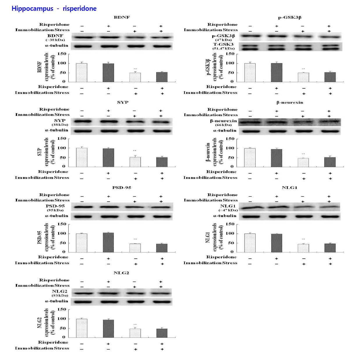 Effects of antipsychotic drugs on the levels of BDNF, phospho-ser9-GSK-3β, synaptophysin, β-neurexin, PSD-95, neuroligin 1 and neurologin 2 expression in hippocampus of rats.