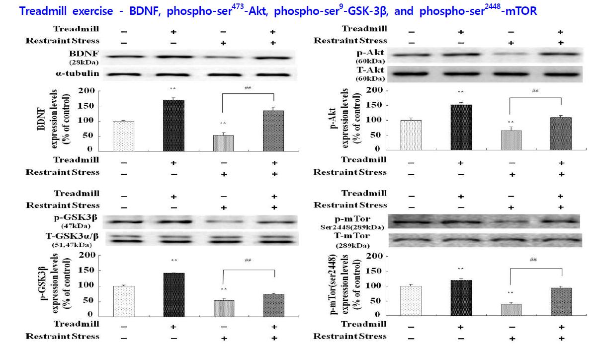 Effect of treadmill exercise on the levels of BDNF, phospho-ser473-Akt, phospho-ser9-GSK-3β, and phospho-ser2448-mTOR in the rat hippocampus.