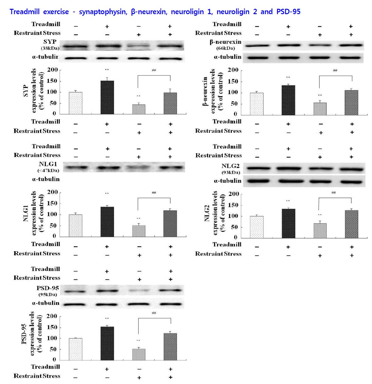 Effect of treadmill exercise on synaptophysin, β-neurexin, PSD-95, neuroligin 1 and neurologin 2 expression in the rat hippocampus