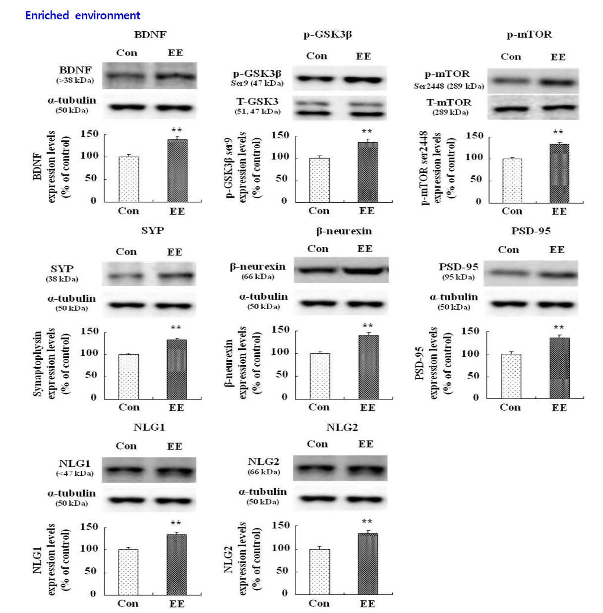 Effect of enriched environment on BDNF, phosphoGSK-3β, phosphomTOR, synaptophysin, β-neurexin, PSD-95, neuroligin 1 and neuroligin 2 expression in the rat hippocampus