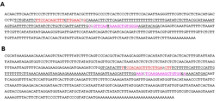 pri-miR 396a and primiR396b의 cDNA 염기서열.