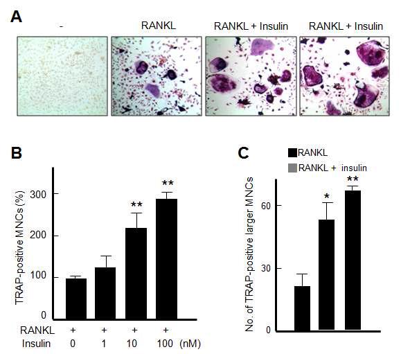 마우스로부터 분리한 파골전구세포에 RANKL과 인슐린을 처리한 결과 파골전구세포의 증식에 영향을 끼치지 않는 농도에서 인슐린이 파골전구세포의 분화와 성숙을 증가시킴을 확인하였다.