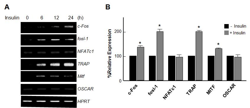 인슐린의 첨가는 파골전구세포 분화 마커 유전자로 알려진 c-Fos, fosl-1, TRAP, Mitf의 발현을 유도하였으나, NFATc1, Oscar 유전자 발현에는 영향을 끼치지 않았다. A, PCR 후 agarose gel 전기영동한 결과임. B, Real-time PCR 수행한 결과임.
