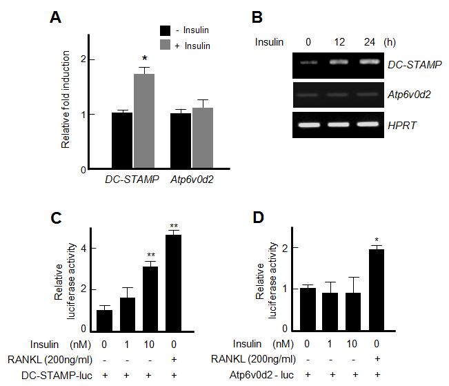 인슐린은 DC-STAMP의 발현을 증가시킨다. A와 B, Real-time PCR과 일반 PCR에서 모두 인슐린은 DC-STAMP의 발현을 증가시켰다. C와 D, luciferase assay에서 인슐린은 DC-STAMP luciferase activity를 증가시켰다.