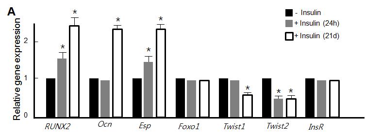 인슐린은 RUNX2, Ocn, Esp의 발현을 증가시켰으나, Twist1과 Twist2의 발현은 감소시켰다. 반면 Foxo1과 InsR의 발현에는 변화가 없었다.