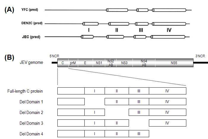일본뇌염바이러스의 C 단백질 돌연변이체 합성. (A) 플라비바이러스의 C 단백질을 도식적으로 나타낸 모식도. 일본뇌염바이러스의 C 단백질 (JEC)을 황열바이러스 (YFC)와 뎅기바이러스 (DEN2C)의 C 단백질과의 비교. (B) 일본뇌염바이러스의 C 단백질을 구성하는 4개의 도메인을 각각 결절시킨 4개 mutant를 나타낸 모식도.