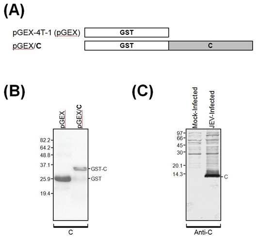일본뇌염바이러스의 C 단백질에 특이적으로 반응하는 다클론항체의 생산. (A) 일본뇌염바이러스의 C 단백질을 GST fusion protein 형태로 E. coli에서 발현하기 위한 벡터 모식도. (B) E. coli BL-21 세포에서 발현된 GST-C fusion protein (commassie staining). (C) 일본뇌염바이러스에 감염된 BHK-21 세포에서 발현되는 C 단백질에 특이적으로 반응하는 다클론항체, 특이도와 민감도 (immunoblotting).