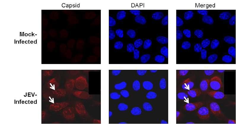 면역형광염색을 통한 일본뇌염바이러스 C 단백질의 세포 내 위치 분석. 빨강색은 일본뇌염바이러스 C 단백질을 나타내며, 파랑색은 세포의 핵을 DAPI 염색을 통해서 나타낸 것이다. 화살표는 핵 내에 존재하는 일본뇌염바이러스의 C 단백질을 나타낸 것이다.