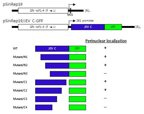 일본뇌염바이러스 C 단백질의 세포 내 위치결정 부위 (Sindbis virus-derived expression system).