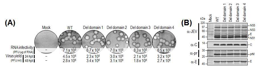 일본뇌염바이러스 C 단백질을 구성하는 4개의 도메인을 각각 결절시킨 4개의 mutant RNA로부터 발현되는 바이러스 단백질의 양과 게놈 복제로 형성되는 플라크의 크기 비교. (A) 플라크 에세이. (B) immunoblot analysis.