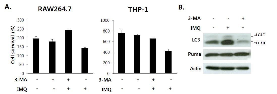 IMQ에 의해 유도된 세포 사멸은 autophagy를 통해 매개된다.
