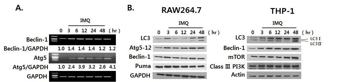 IMQ는 autophagy-related gene의 발현을 유도한다.