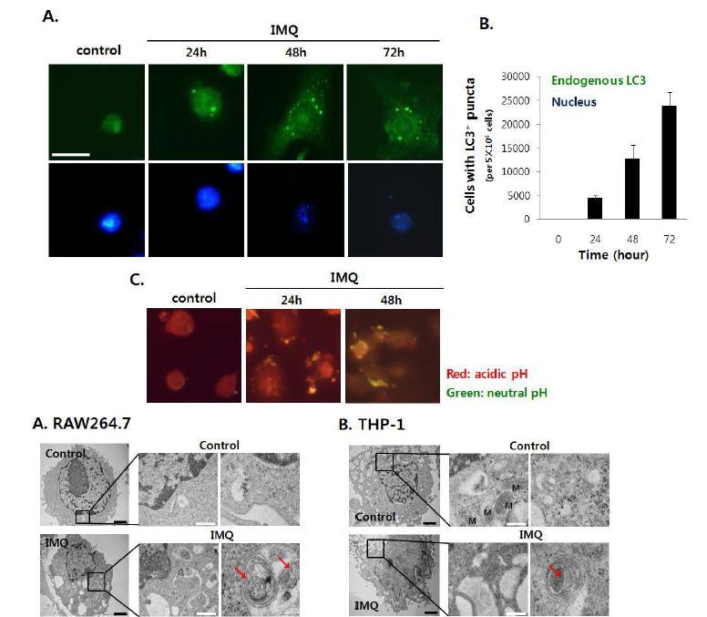 IMQ는 autophagosome의 형성을 유도한다.