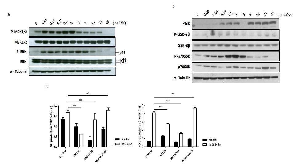 대식세포에서 IMQ는 MEK-ERK 경로와 GSK-3β를 통해 NO의 생산을 유도한다.