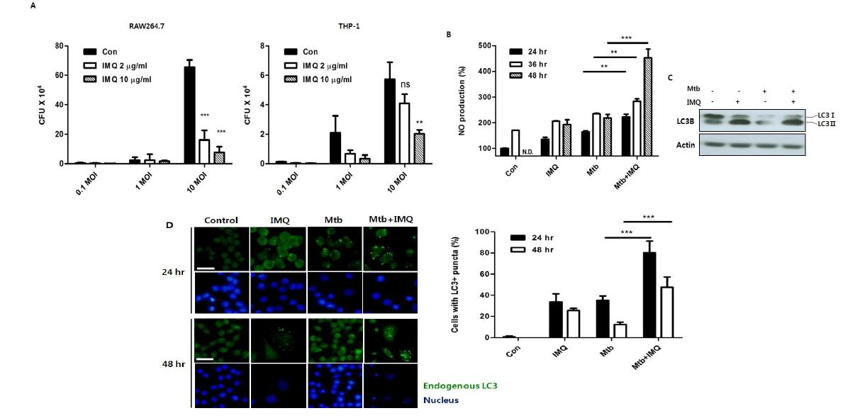 IMQ가 유도하는 autophagy는 Mtb의 생장을 autophagy를 통해 저해한다.