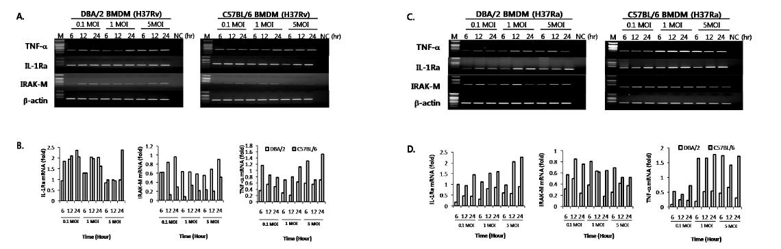 C57BL/6와 DBA/2 마우스 대식세포에 결핵균 감염 시 TNF-a와 IL-1Ra 및 IRAK-M 발현 비교