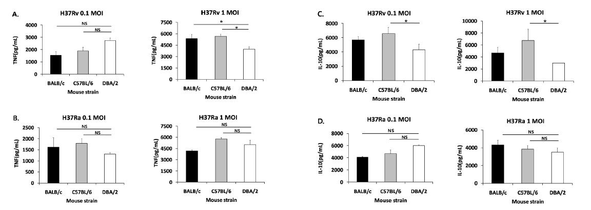 BALB/c, C57BL/6, DBA/2 마우스 대식세포에 결핵균 감염 시 pro-inflammatory cytokine TNF-a와 IL-10 발현 비교