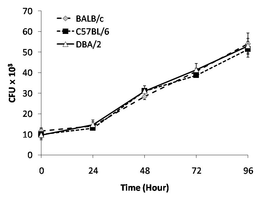 결핵균에 감염되지 않은 BALB/c, C57BL/6, DBA/2 마우스 대식세포 성장 확인