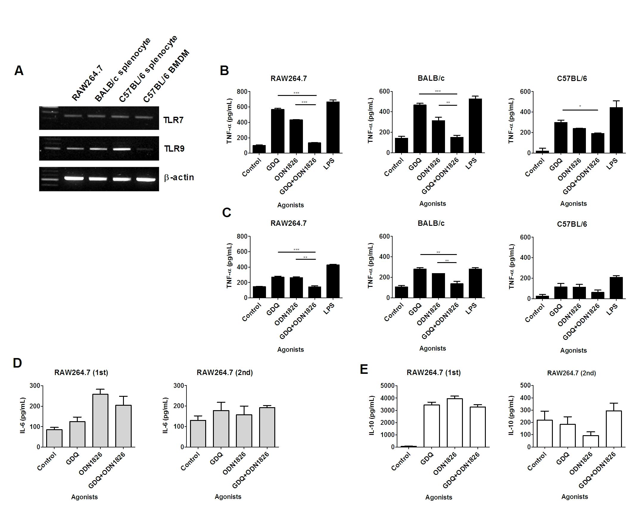 TLR7과 TLR9의 동시자극 및 재자극은 mouse macropahge에서 pro-inflammatory cytokine TNF-α의 생산을 감소시킨다