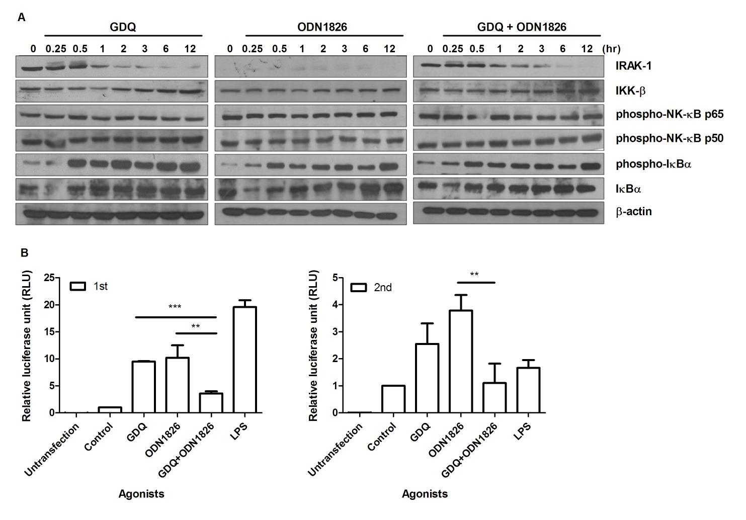 TLR7과 TLR9의 동시자극 및 재자극은 mouse macrophage에서 NF-κB signaling의 활성화를 지연시킨다.